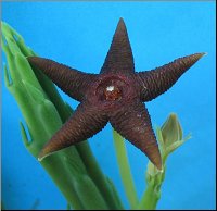 Stapelia longipedicellata 